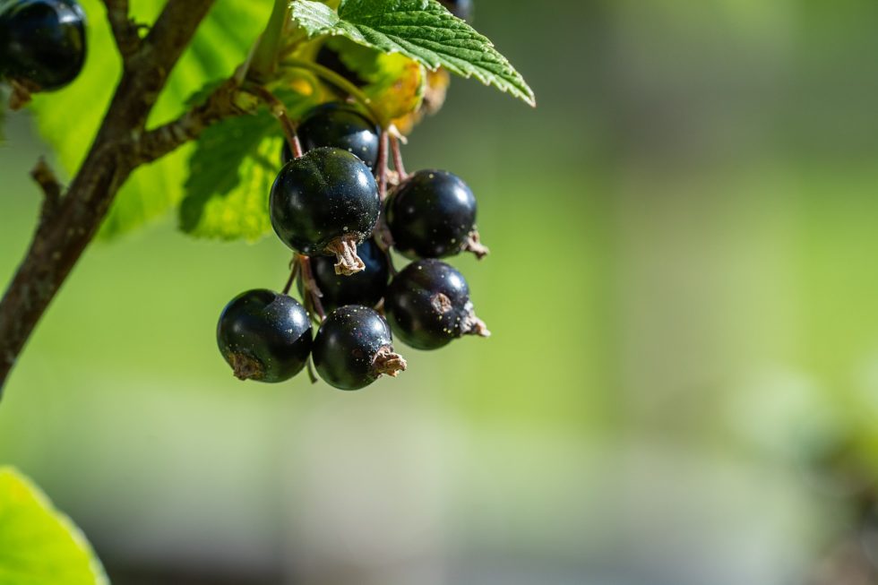 Le bourgeon de cassis : votre allié insoupçonné